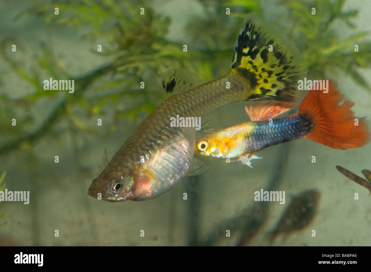 alevins-de-guppy-banque-de-photographies-et-d-images-haute-r-solution