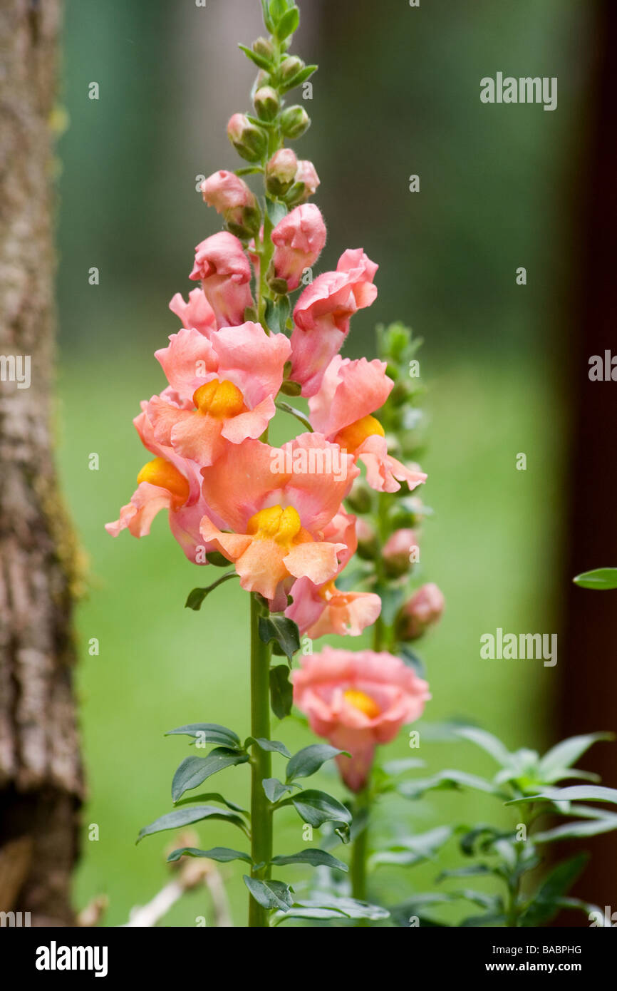 Muflier en pleine floraison Banque D'Images