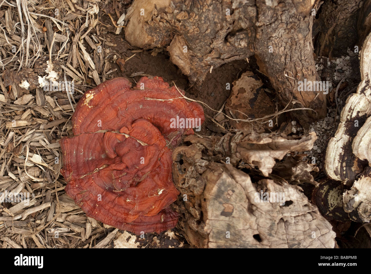 Un champignon rouge se développe à partir de la base d'un moignon pourri Banque D'Images