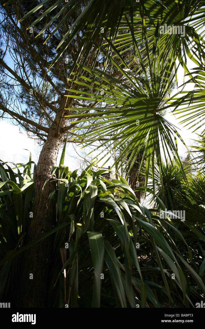 Chusan Palm leaf, le lin de Nouvelle-Zélande, pin, vue sur le jardin Banque D'Images