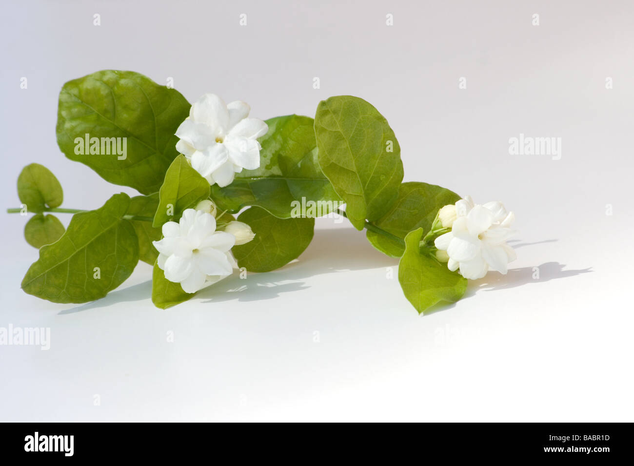 Fleurs de jasmin d'arabie sur fond blanc Banque D'Images