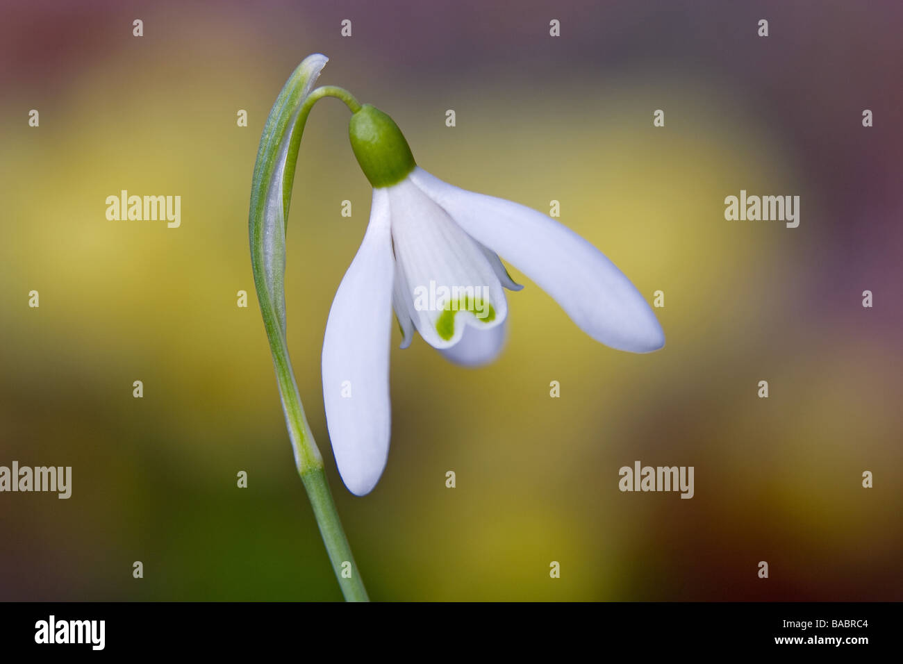 Hybride Snowdrop Galanthus Printemps photographies prises à RHS Garden Harlow Carr Harrogate North Yorkshire Angleterre au cours du mois de mars Banque D'Images