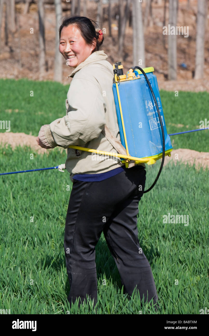Femme chinoise de pulvériser des pesticides dans les cultures de blé sans protection près de Beijing Banque D'Images