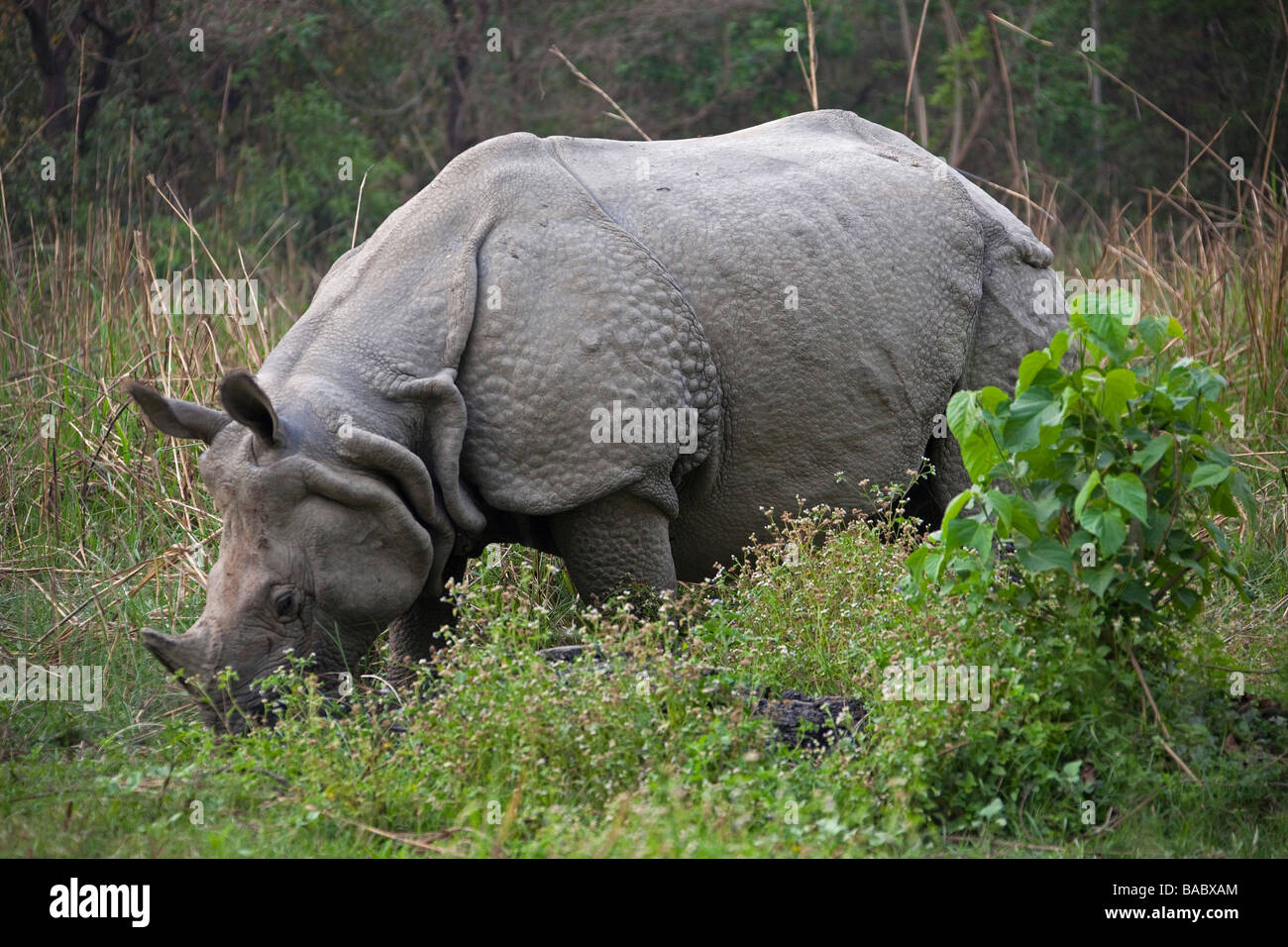 Rhinocéros à une corne (Rhinoceros unicornis) le pâturage dans le parc national de Chitwan Népal Asie 93260_Nepal-Rhinoceros horizontale Banque D'Images