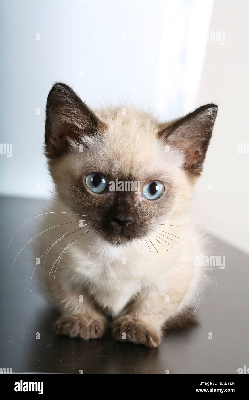 Chaton Munchkin Photo Stock Alamy