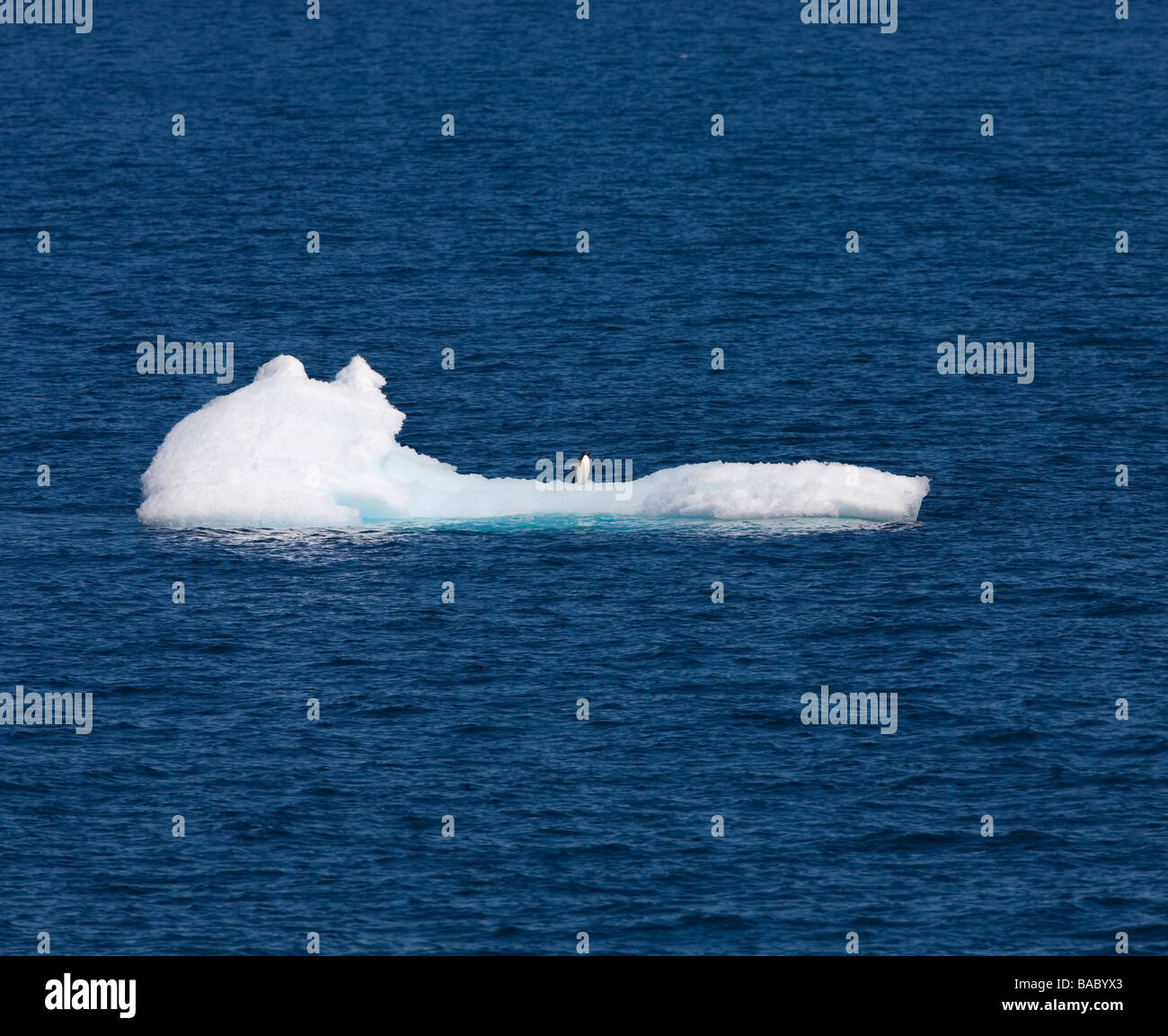 1 Un pingouin Adélie Pygoscelis adelie sur l'iceberg près de la péninsule Antarctique Antarctique Banque D'Images