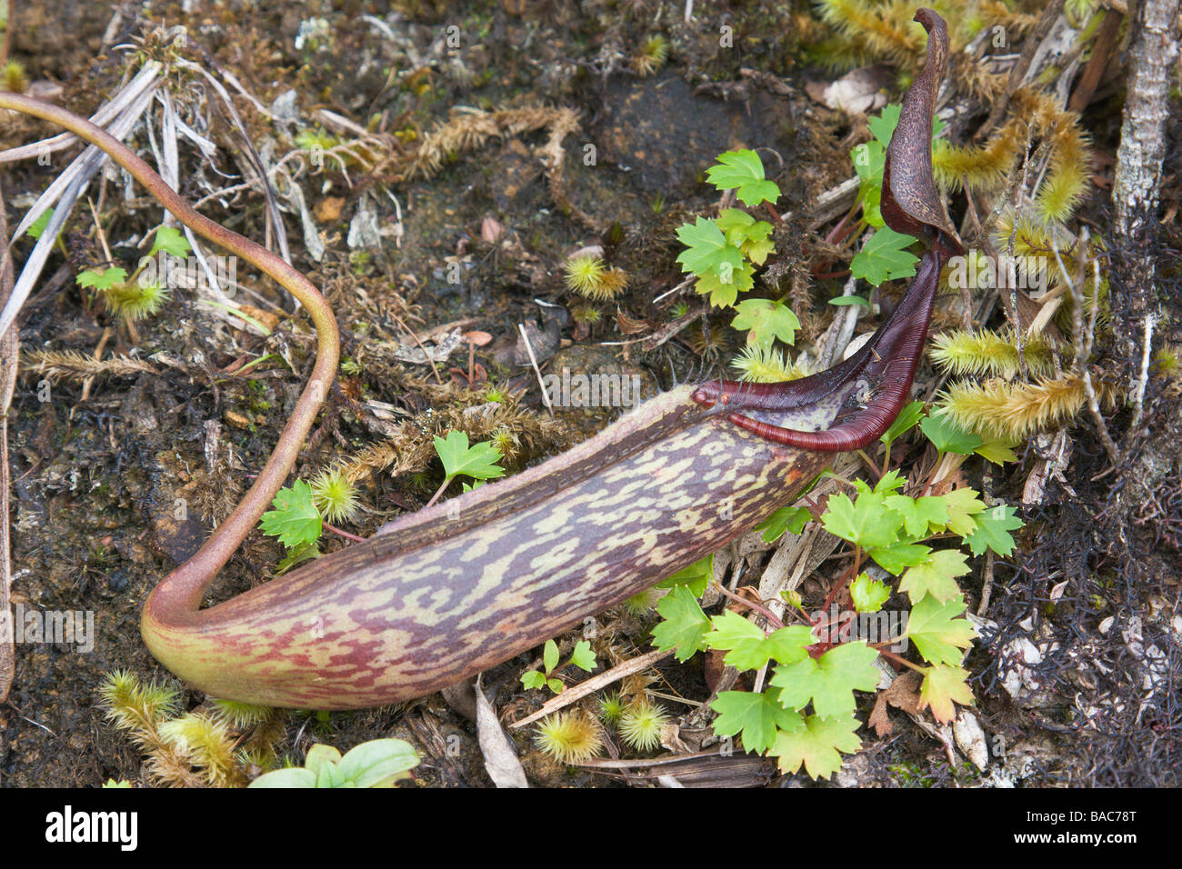 Sarracénie Nepenthes fusca Kinabalu Sabah Malaisie Bornéo Parc Nat Banque D'Images