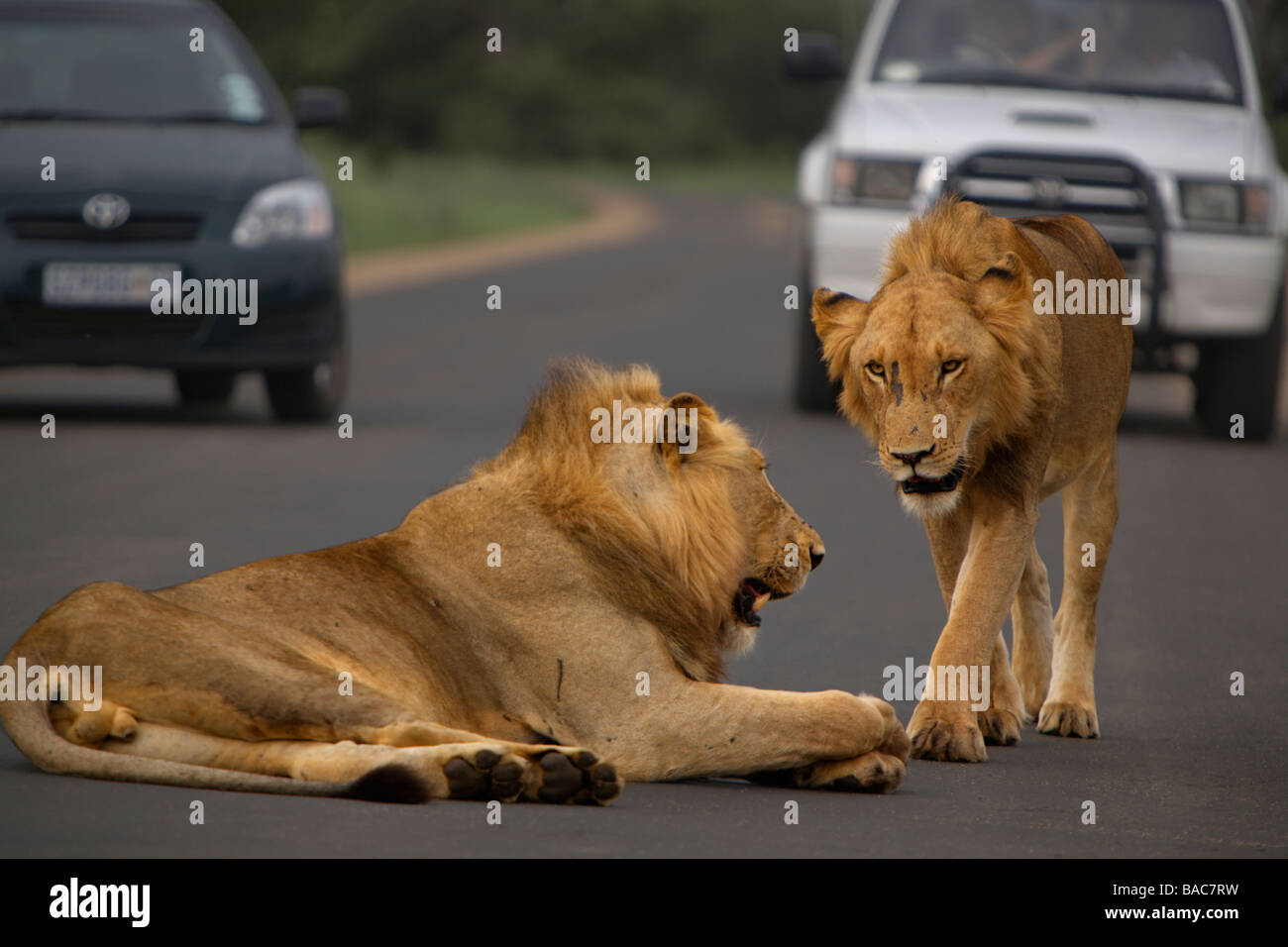 Deux lions mâles Kruger Park Banque D'Images