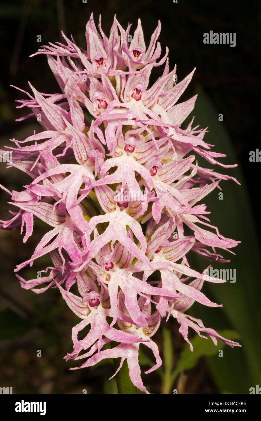 Wild Orchid, Orchis italica, Mugla Turquie Avril Banque D'Images