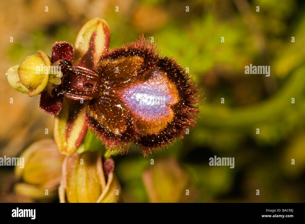 L'orchidée abeille, Ophrys speculum, Mugla Turquie Avril Banque D'Images
