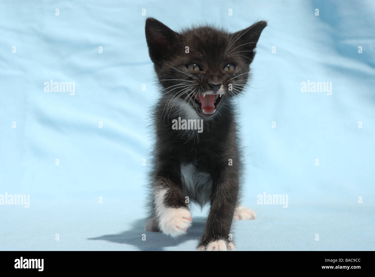 Chaton noir et blanc, meowing Banque D'Images