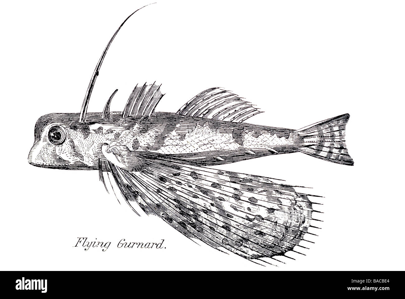 Le grondin volant Dactylopterus volitans tropicaux de poissons de l'Atlantique des eaux tempérées chaudes fin des nageoires pectorales en forme d'éventail des lobes ventilateur san lobe Banque D'Images