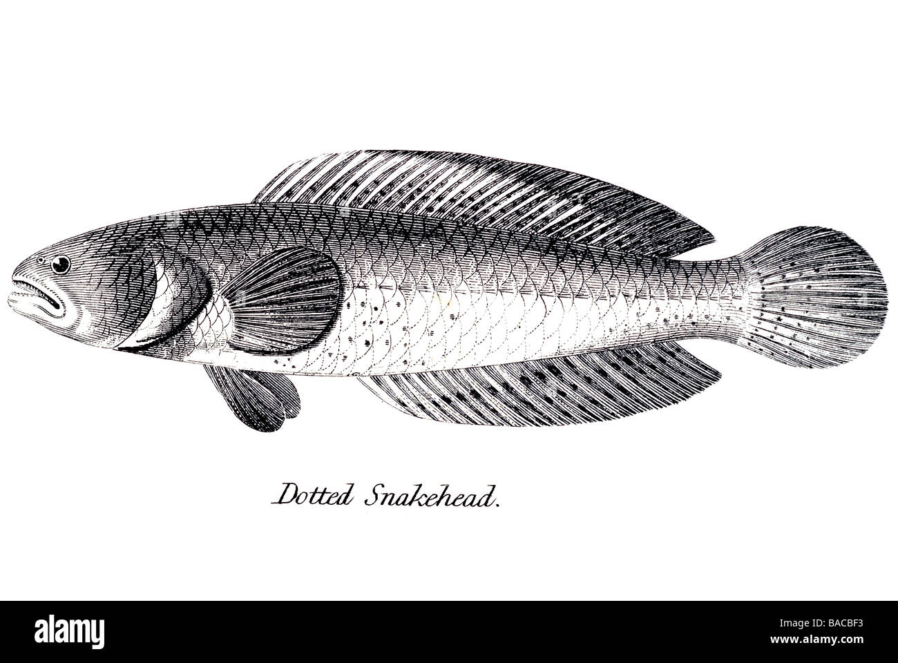 Snakehead pointillée Channidae les poissons d'eau douce poisson-serpent poissons prédateurs longue nageoire dorsale petite tête large tête en haut de grandes échelles Banque D'Images