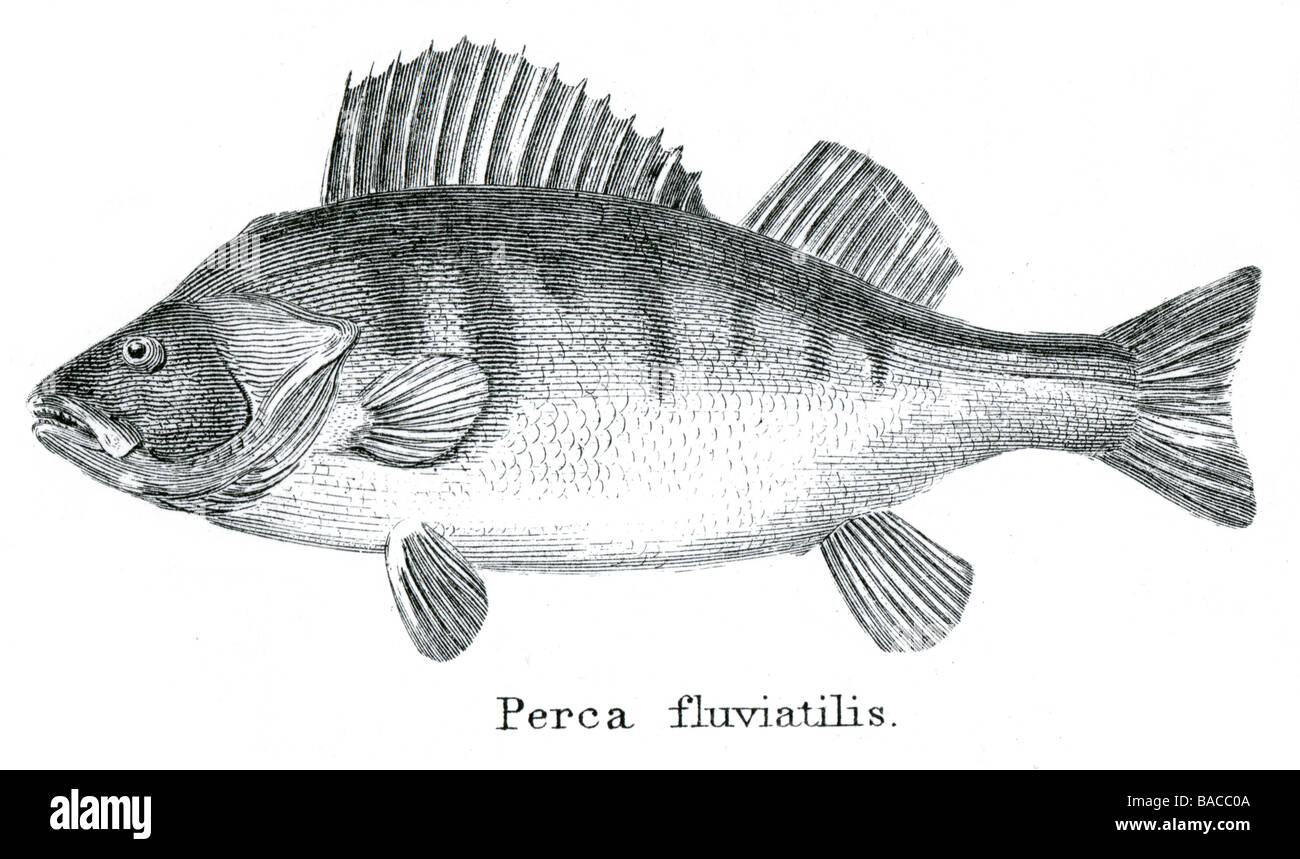 Perchaude Perca fluviatilis eau douce poissons perciformes Percidés Perca Animal Cordés Actinoptérygiens Perca Banque D'Images