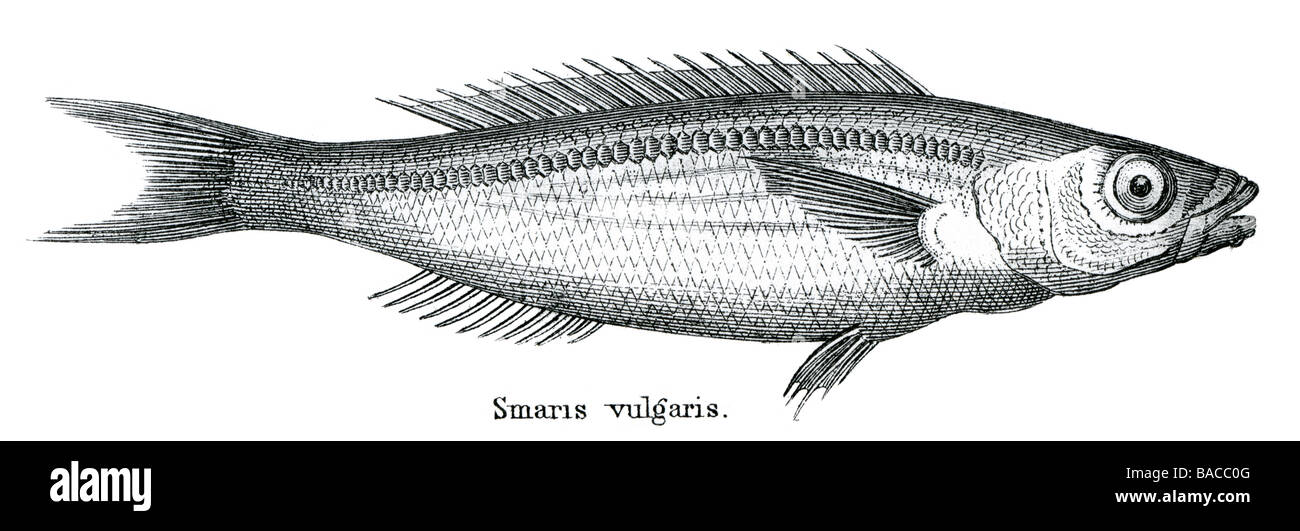 Perchaude Perca smaris vulgaris d'eau douce poissons perciformes Animal Cordés Actinoptérygiens Percidae Perca Banque D'Images
