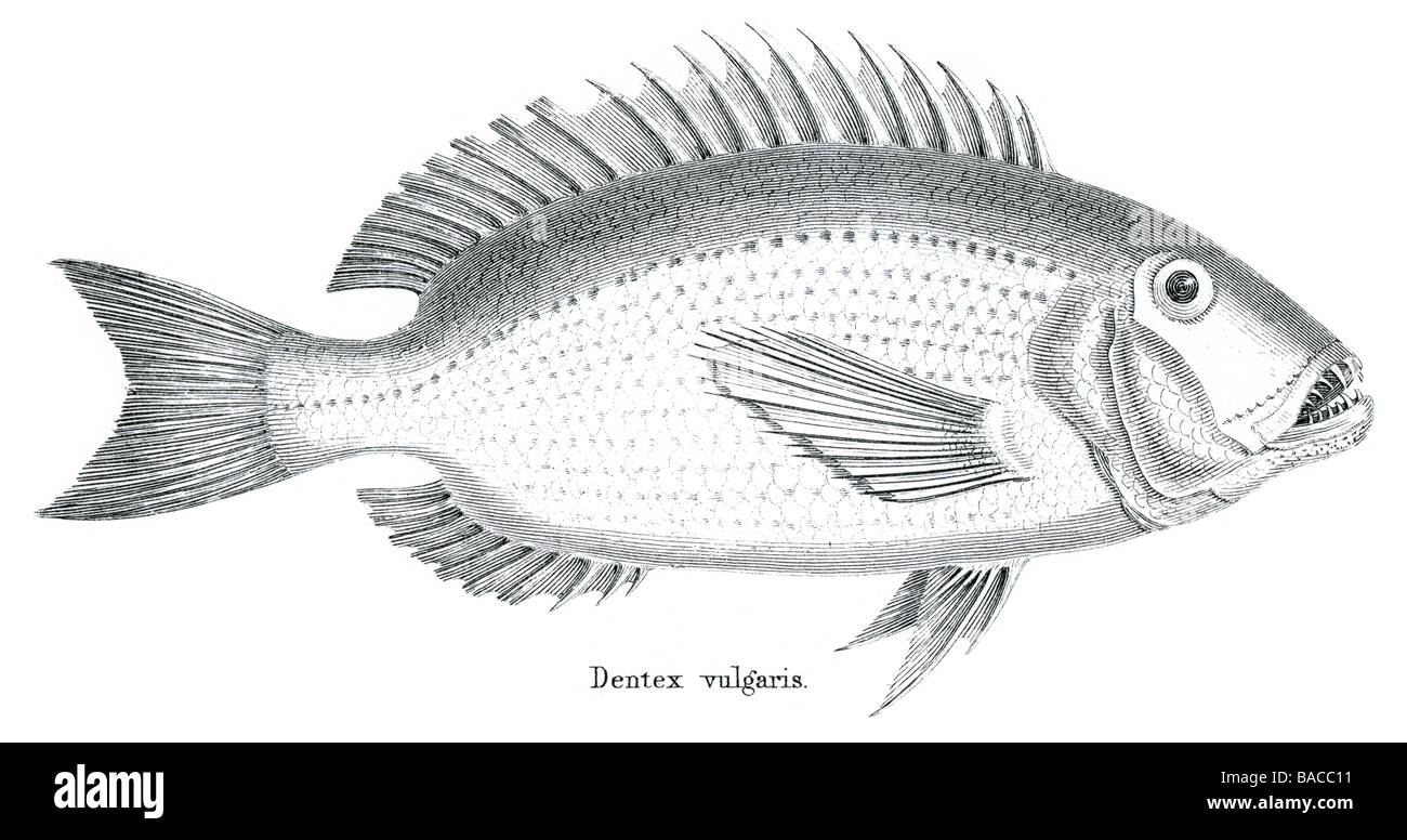 Perchaude dentex vulgaris d'eau douce poisson Percidae Perca Animal Cordés Actinopterygii Perciformes Banque D'Images