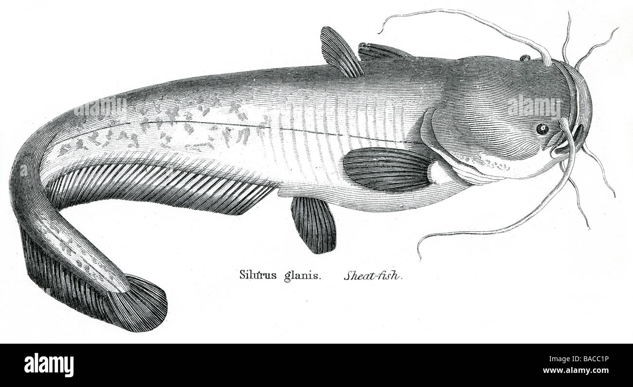Physostomi Silurus glanis silure silure poissons des Ardéidés Siluriformes wels clade silurids Banque D'Images