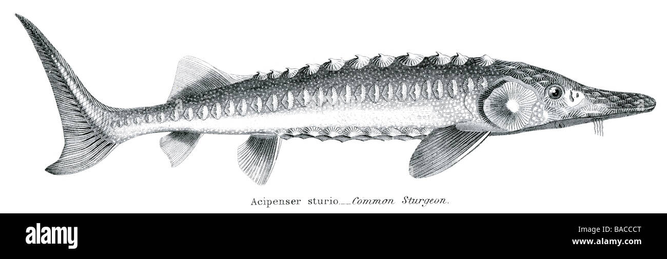 L'esturgeon Acipenser ruthenus poisson Acipenseridae Acipenser Huso Scaphirhynchus Pseudoscaphirhynchus Banque D'Images