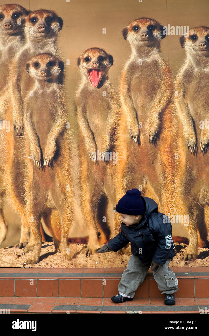 Royaume-uni, Londres, Regent's Park, zoo, enfant devant une image de suricates Banque D'Images
