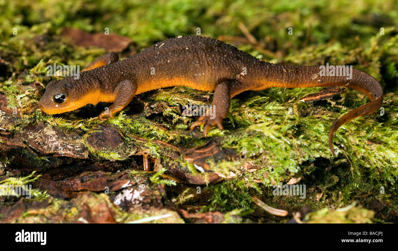 Newt - Cap déception State Park, Washington Banque D'Images