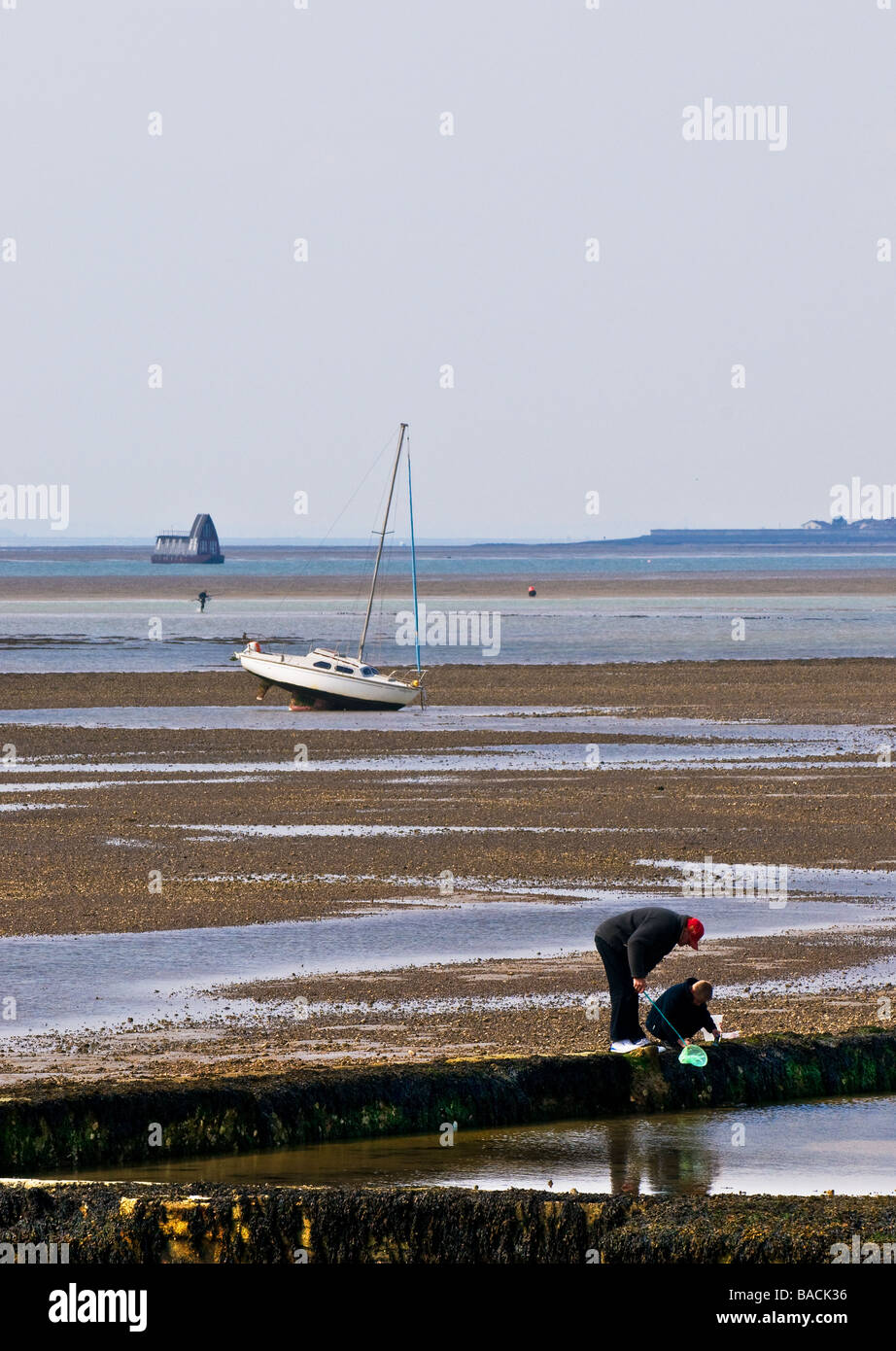 En crabe à Southend on Sea dans l'Essex. Banque D'Images