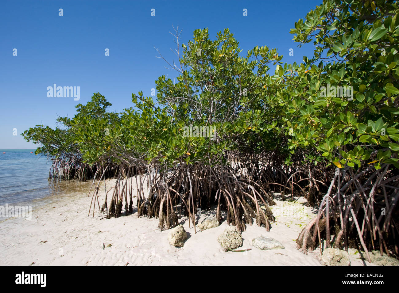 Red Mangrove, Rhizophora mangle, parc national Biscayne en Floride Banque D'Images