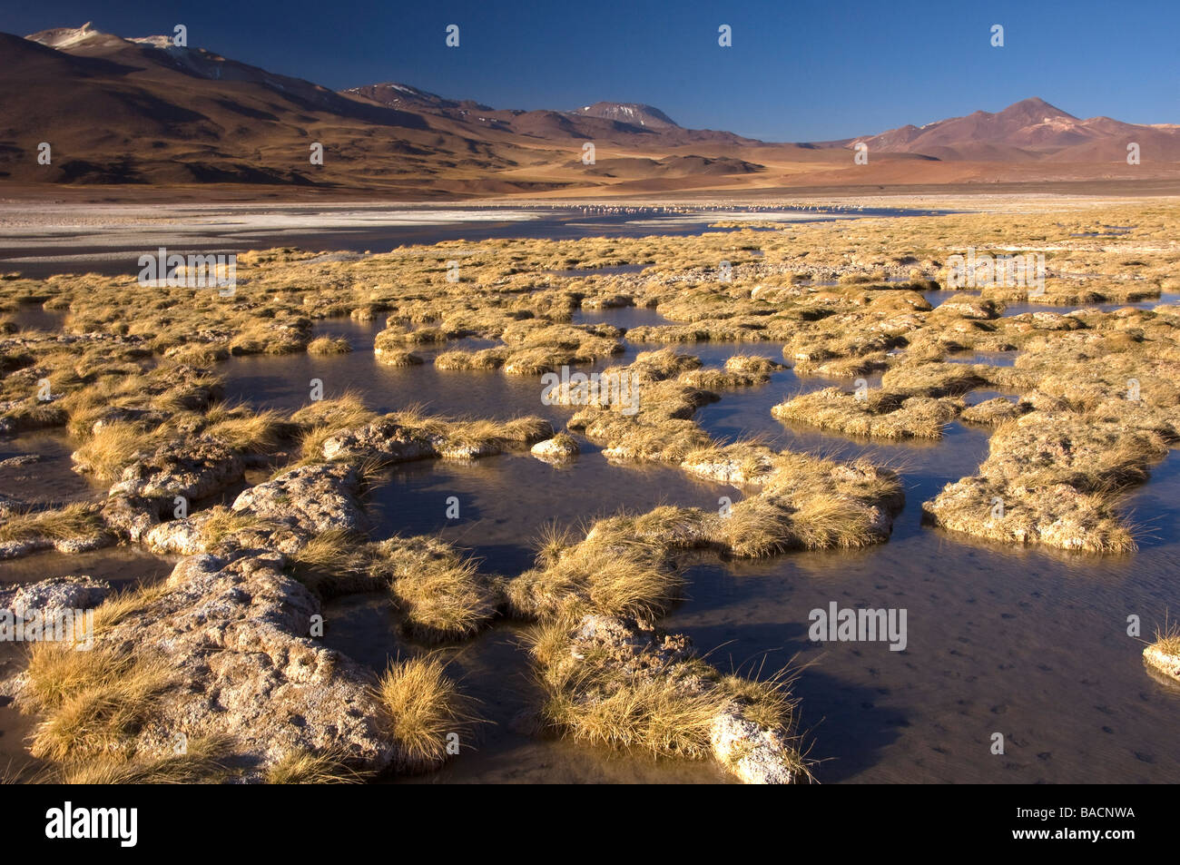 Chili, Désert d'Atacama, Laguna de Tujatto, près de la frontière argentine, cette laguna est entouré de hautes montagnes (plus élevée Banque D'Images