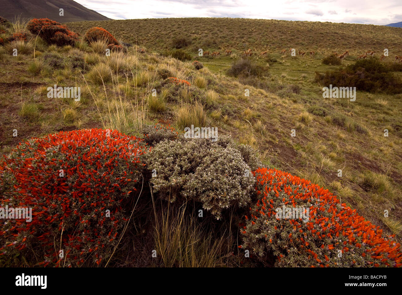 Le Chili, la Patagonie, Région de Magellan, Parc National Torres del Paine, Anarthrophyllum desideratum en fleur et troupeau de guanacos Banque D'Images