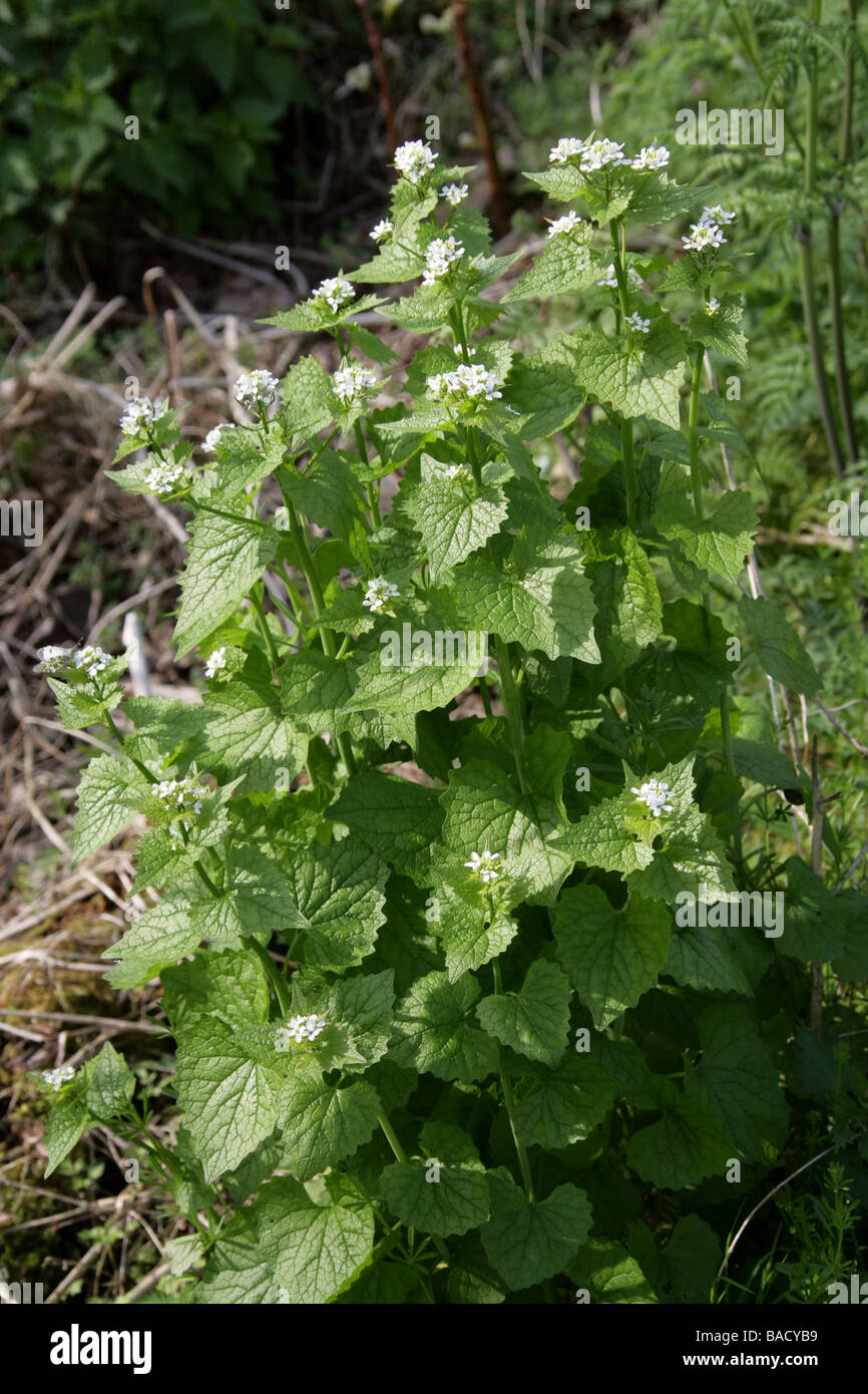 Jack par la haie ou l'Alliaire officinale, Alliaria petiolata, Brassicaceae Banque D'Images