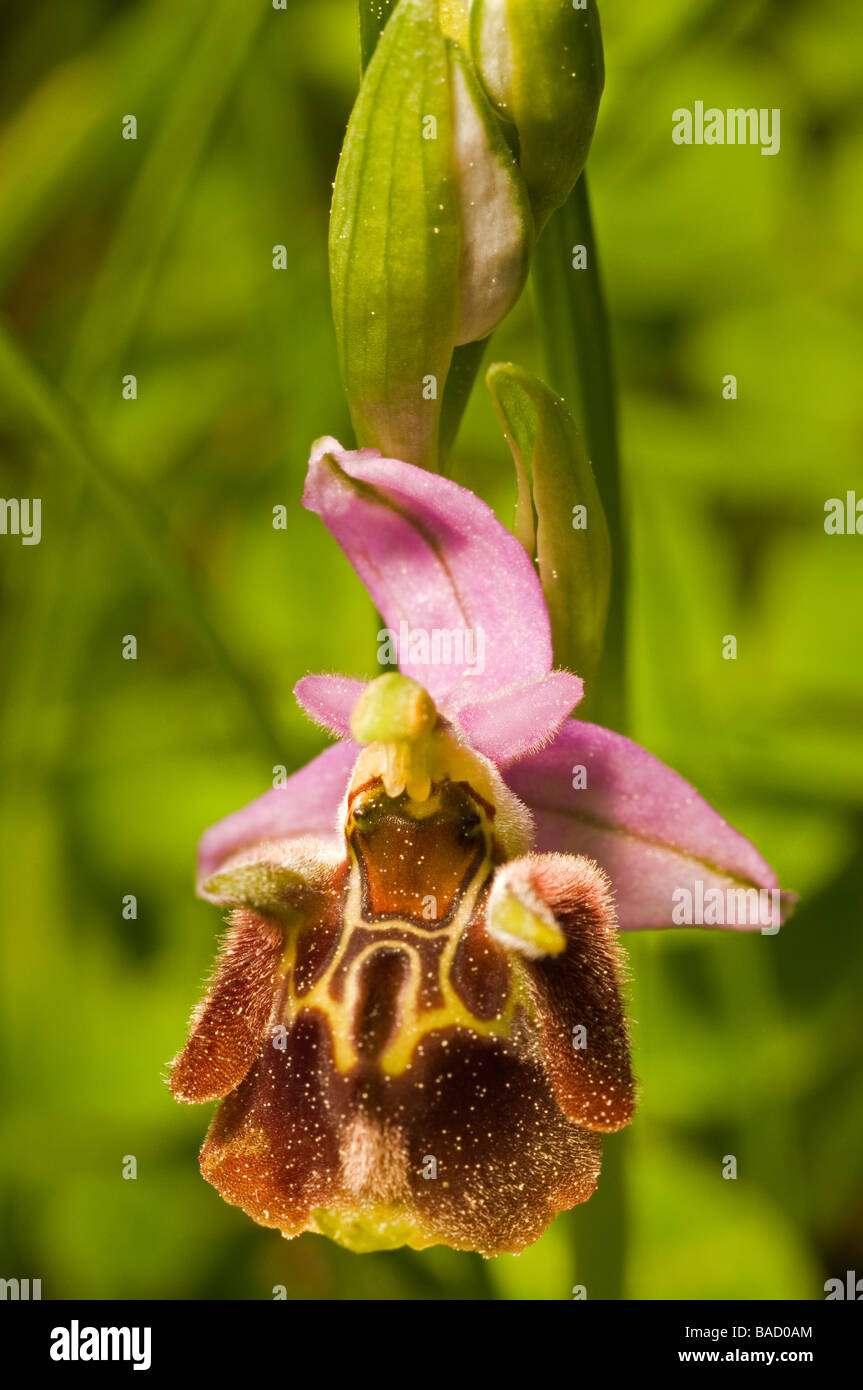 L'orchidée abeille, Ophrys scolopax, Mugla Turquie Avril 2009 Banque D'Images