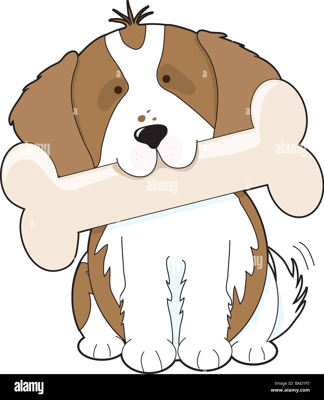 Cavalier King Charles Spaniel tenant un gros os dans sa bouche Banque D'Images