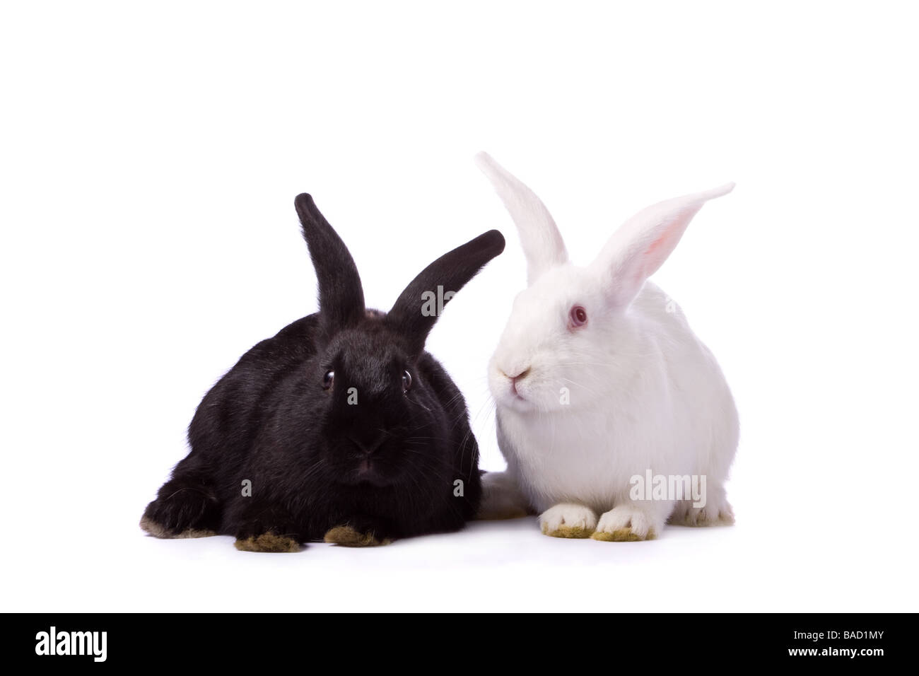 Lapin Noir et blanc lapin isolé sur fond blanc Banque D'Images