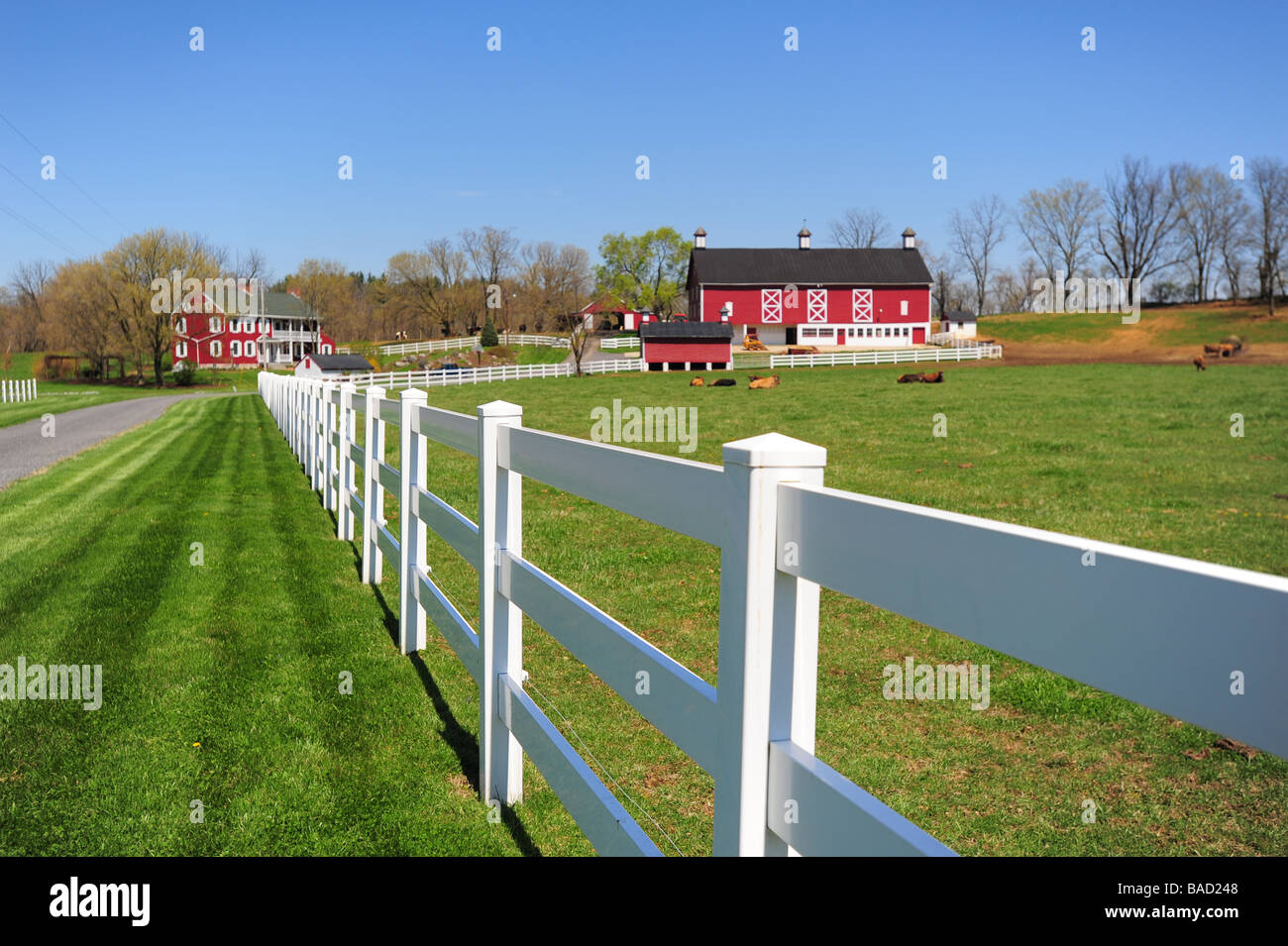 USA Maryland Washington County ferme vache dans les campagnes MD grange rouge et maison à Boonsboro Banque D'Images