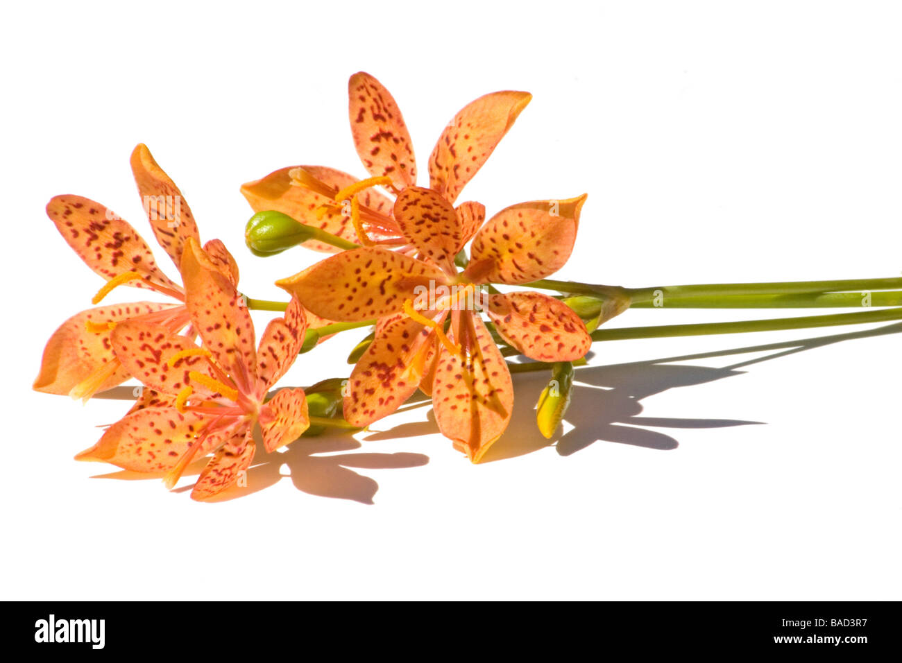 Leopard lily (Belamcanda chinensis) fleurs sur fond blanc Banque D'Images