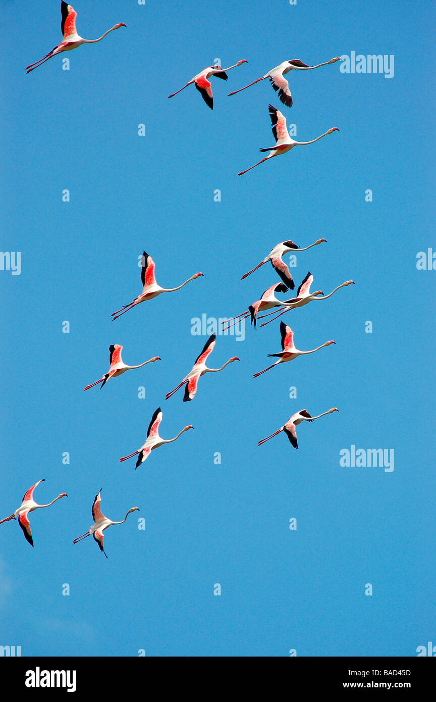 Les flamants roses en vol à koothankulam Thirunelvelli, District, Tamil Nadu Banque D'Images