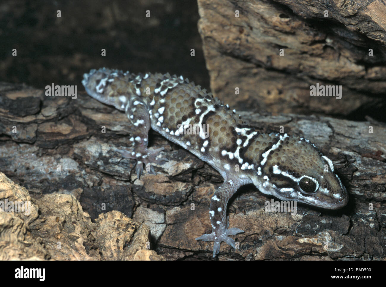 Gecko Hemidactylus triedrus Termite Hill, triedus Gekkonidae, Pakistan, Inde Banque D'Images