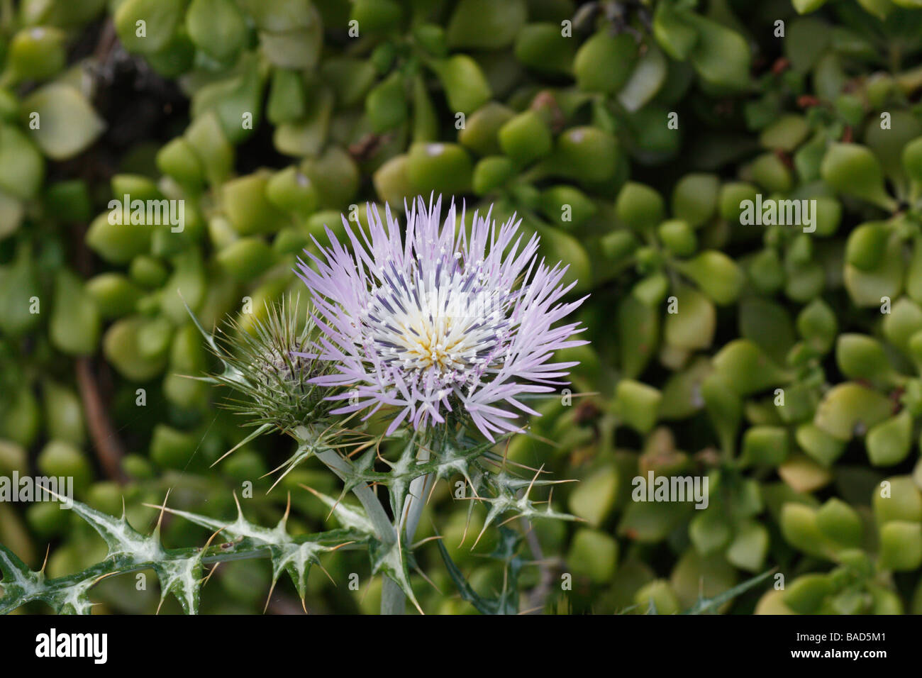 Milk thistle (Galactites tomentosa) devant un fond d'aeonium. Cela a été pris sur La Gomera. Banque D'Images