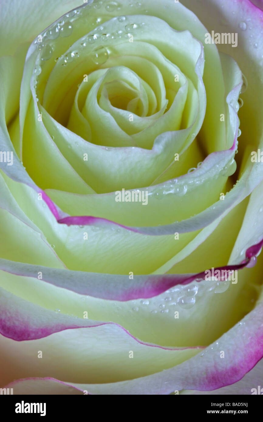 Rose rose et blanc Banque D'Images