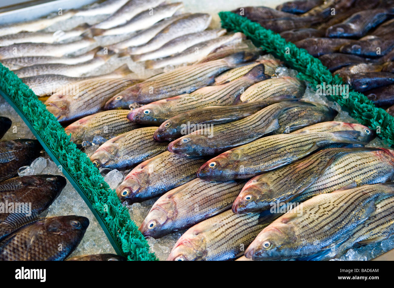 Marché aux poissons en plein air, du poisson frais, des fruits de mer sur glace Banque D'Images