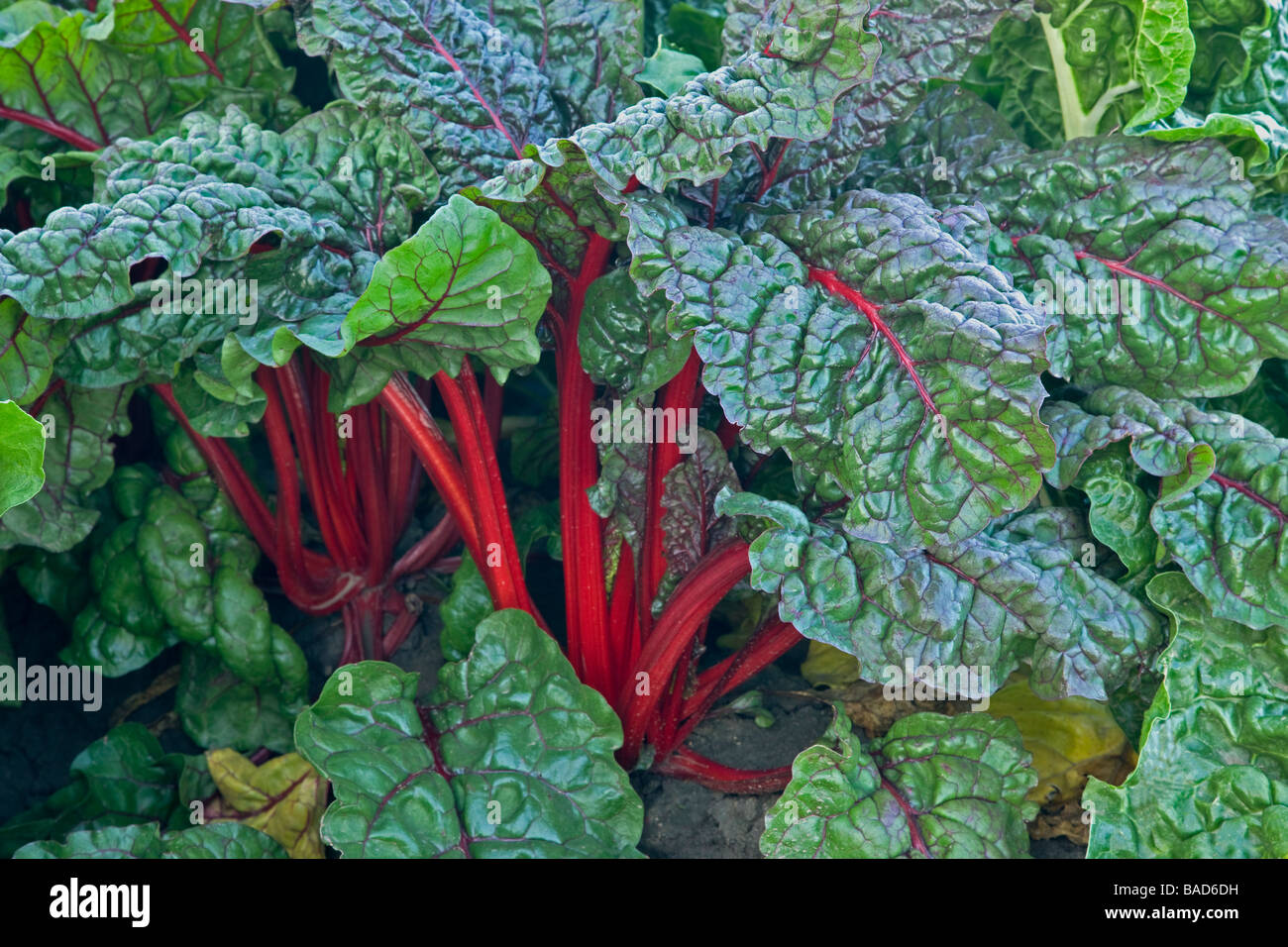 La Bette à carde, les légumes biologiques Photo Stock - Alamy
