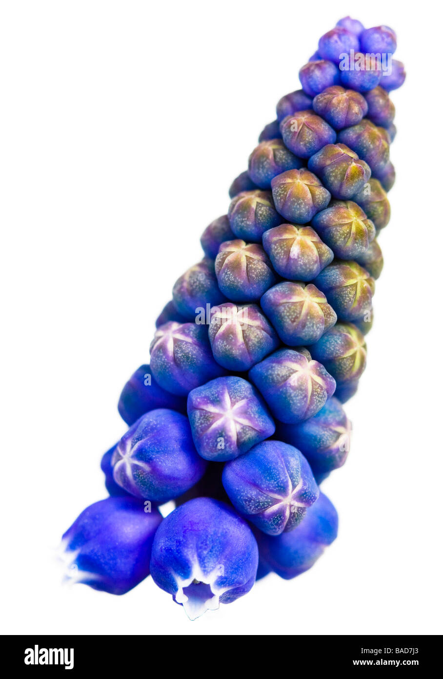 Dynamique Muscaris Bleu (Blue Spike) fleur sur fond blanc Banque D'Images