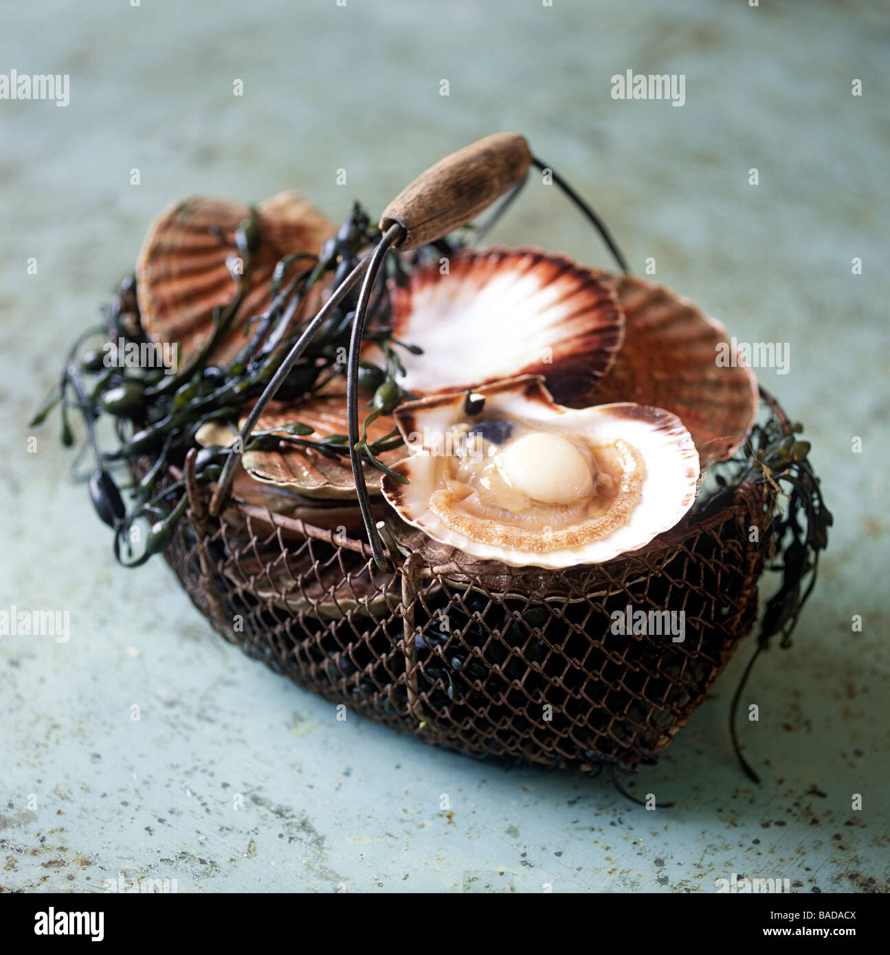Où Acheter Des Coquilles Saint jacques à Erquy France, Cotes d'Armor, Erquy, coquilles Saint-Jacques Photo Stock - Alamy