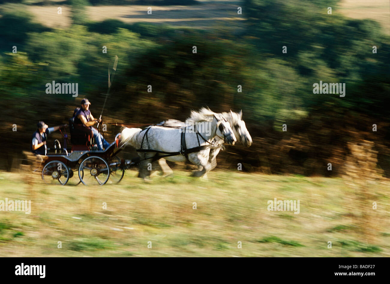 La France, l'Orne, le Perche, La Mesniere Montaumer, ferme, une équipe de chevaux percherons Banque D'Images
