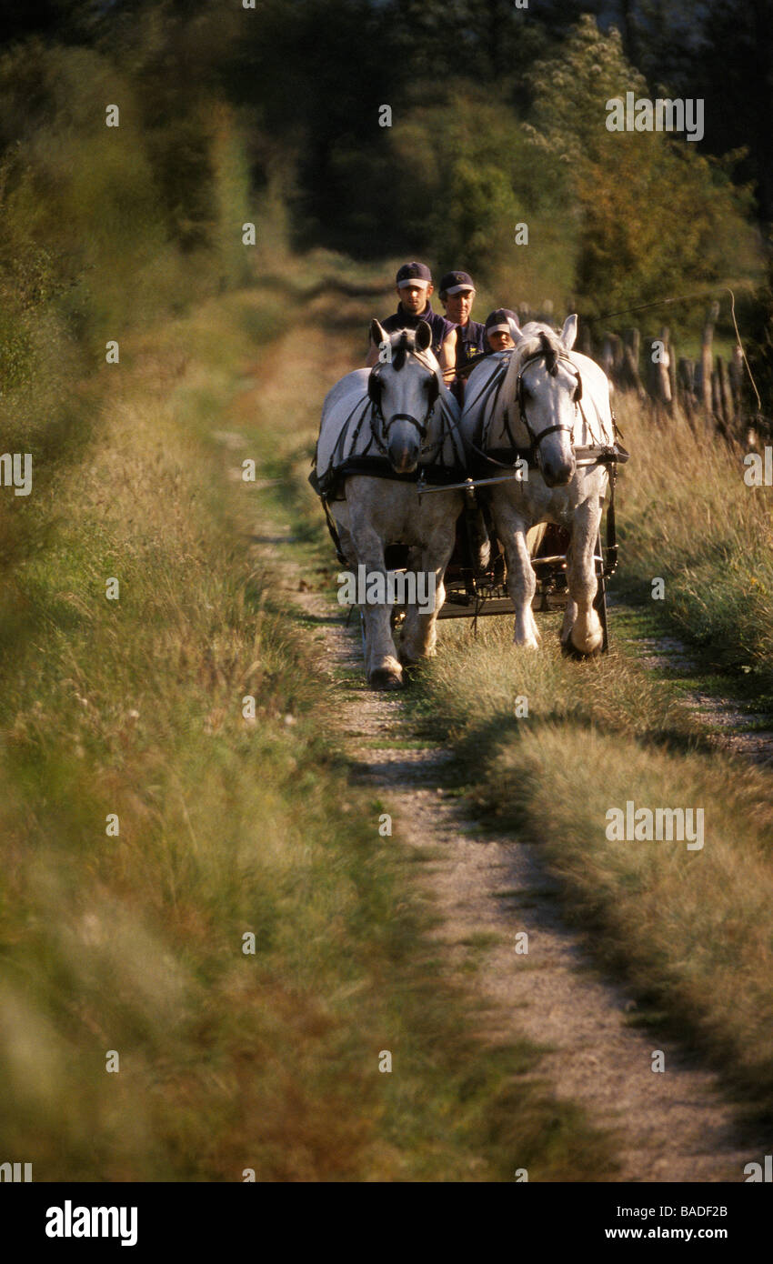 La France, l'Orne, le Perche, La Mesniere Montaumer, ferme, une équipe de chevaux percherons Banque D'Images