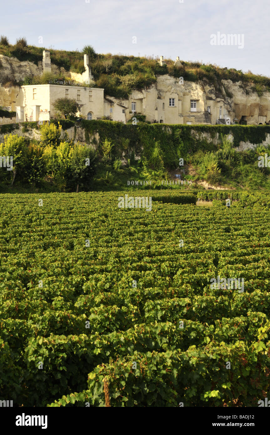 Domaine Filliatreau vignoble dans la vallée de la Loire France Banque D'Images