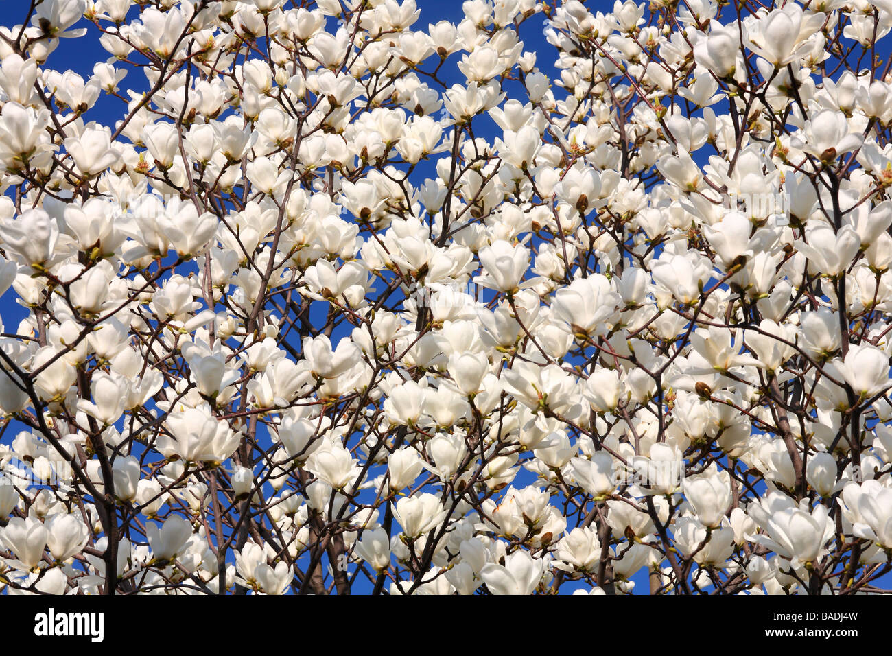 Magnolia en fleurs fleurs blanches contre ciel bleu ensoleillé Magnolia denudata Banque D'Images