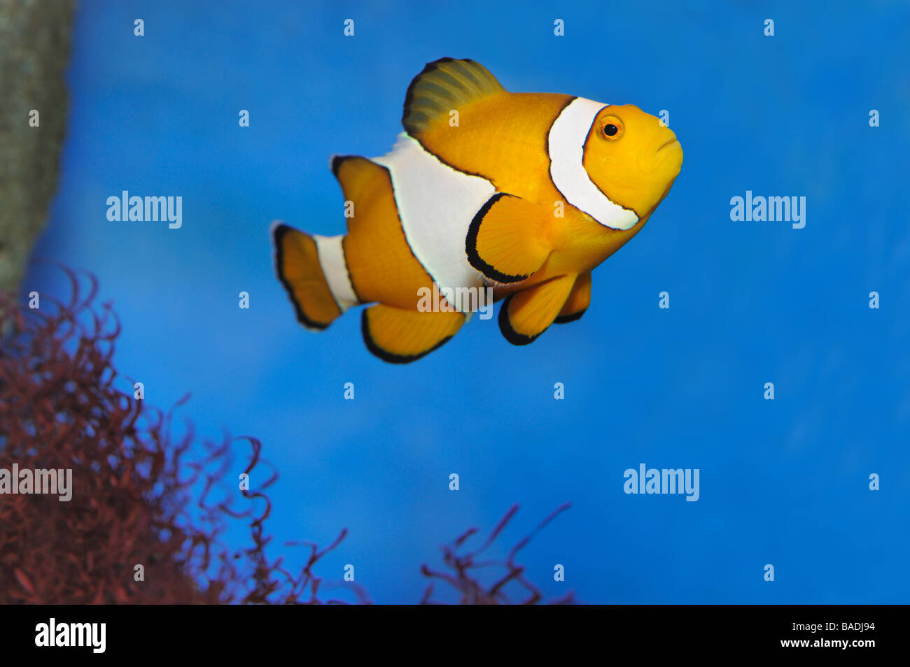 Le poisson clown un poissons tropicaux colorés sous l'eau Banque D'Images