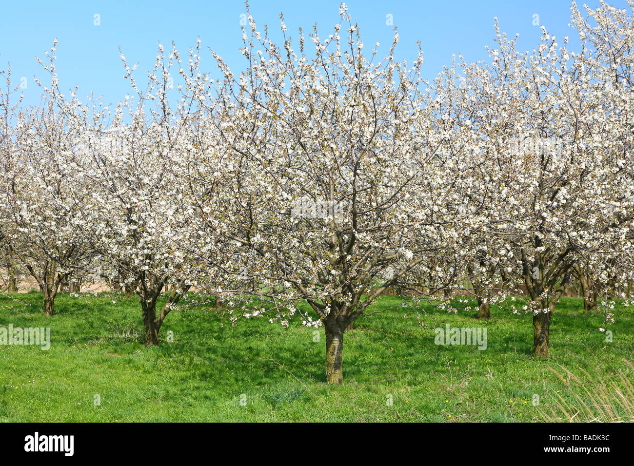 Les cerisiers fleurissent dans une journée de printemps ensoleillée plantation cerisier Cerasus avium Cherry Orchard Banque D'Images