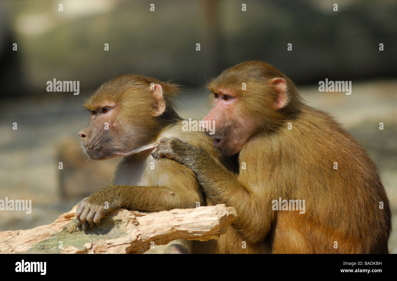 Portrait de deux jeunes babouins Papio hamadryas Hamadryas Banque D'Images
