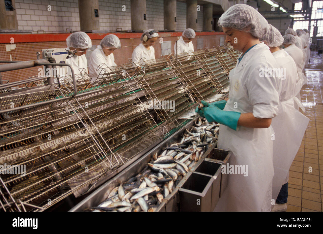 La France, Finistère, Douarnenez, Connetable sardinerie, sardine nobbing Banque D'Images